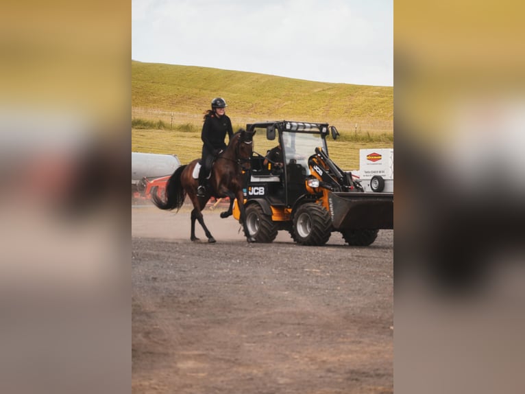Hannoveriano Caballo castrado 8 años 170 cm Negro in Nettersheim