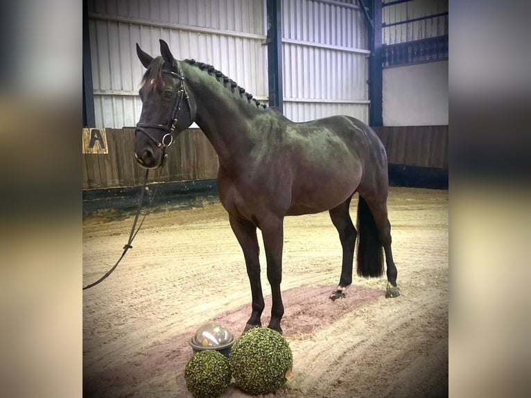 Hannoveriano Caballo castrado 8 años 170 cm Negro in Bad Dürrheim