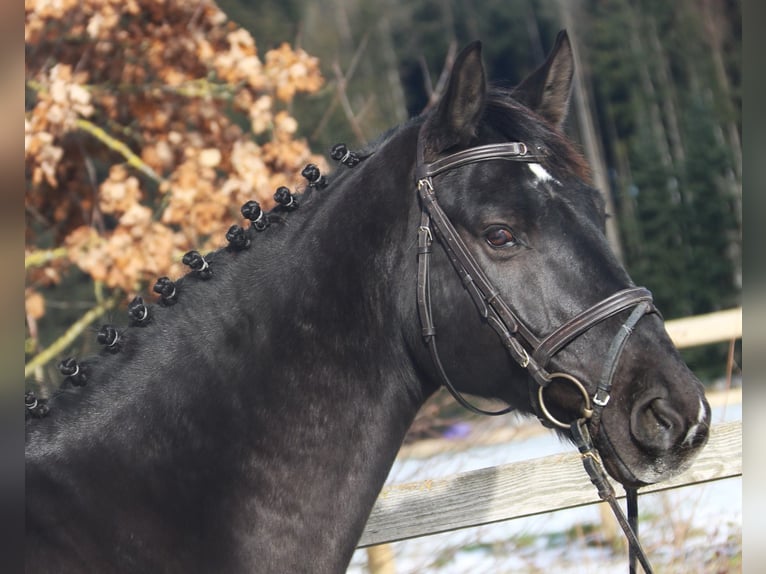 Hannoveriano Caballo castrado 8 años 170 cm Negro in Bad Dürrheim