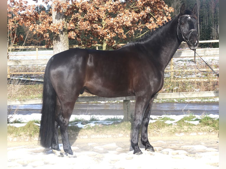 Hannoveriano Caballo castrado 8 años 170 cm Negro in Bad Dürrheim