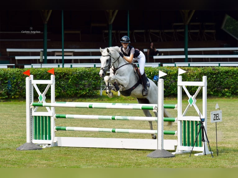 Hannoveriano Caballo castrado 8 años 170 cm Tordo in Oerel