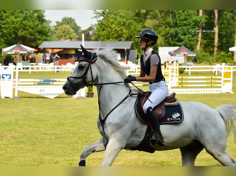 Hannoveriano Caballo castrado 8 años 170 cm Tordo in Oerel