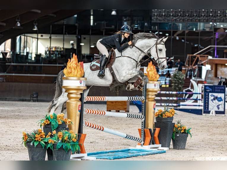 Hannoveriano Caballo castrado 8 años 170 cm Tordo in Villennes-sur-Seine