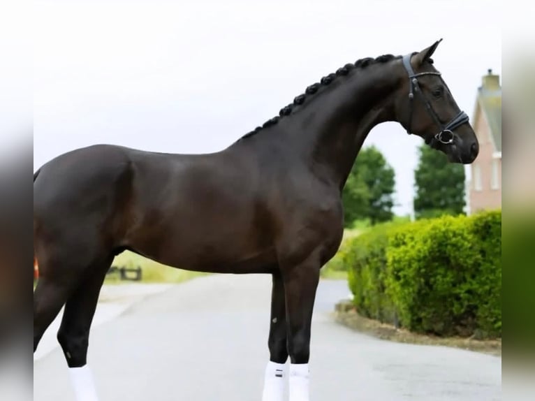 Hannoveriano Caballo castrado 8 años 171 cm  in Paal