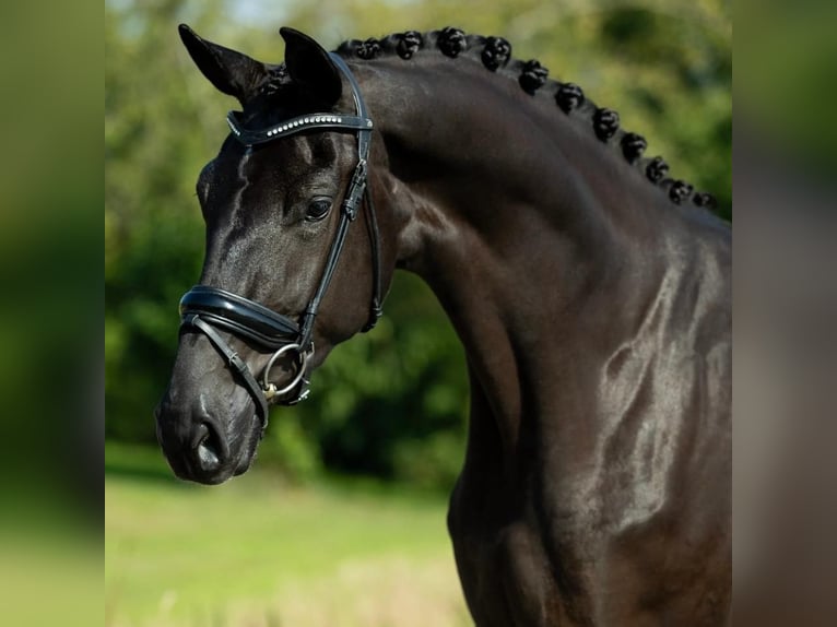 Hannoveriano Caballo castrado 8 años 171 cm  in Wien, Floridsdorf