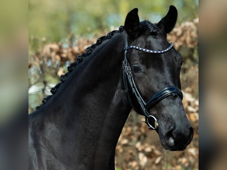 Hannoveriano Caballo castrado 8 años 171 cm  in Wien, Floridsdorf