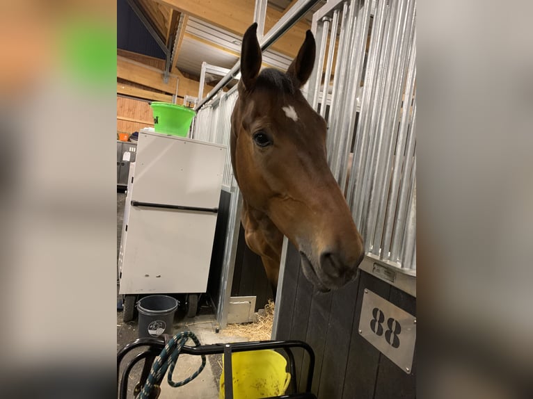 Hannoveriano Caballo castrado 8 años 171 cm Castaño in Warendorf