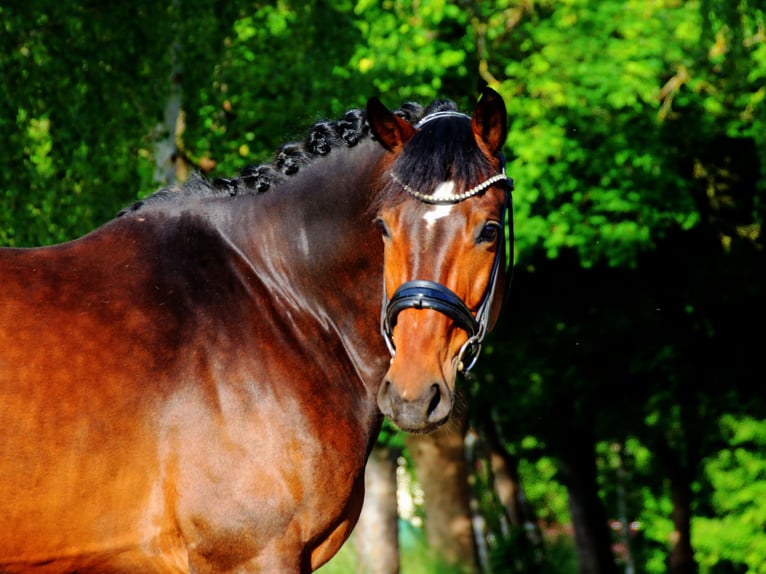 Hannoveriano Caballo castrado 8 años 171 cm Castaño oscuro in Warnow