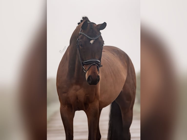 Hannoveriano Caballo castrado 8 años 172 cm Castaño oscuro in Weert