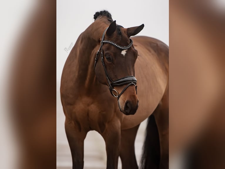 Hannoveriano Caballo castrado 8 años 172 cm Castaño oscuro in Weert