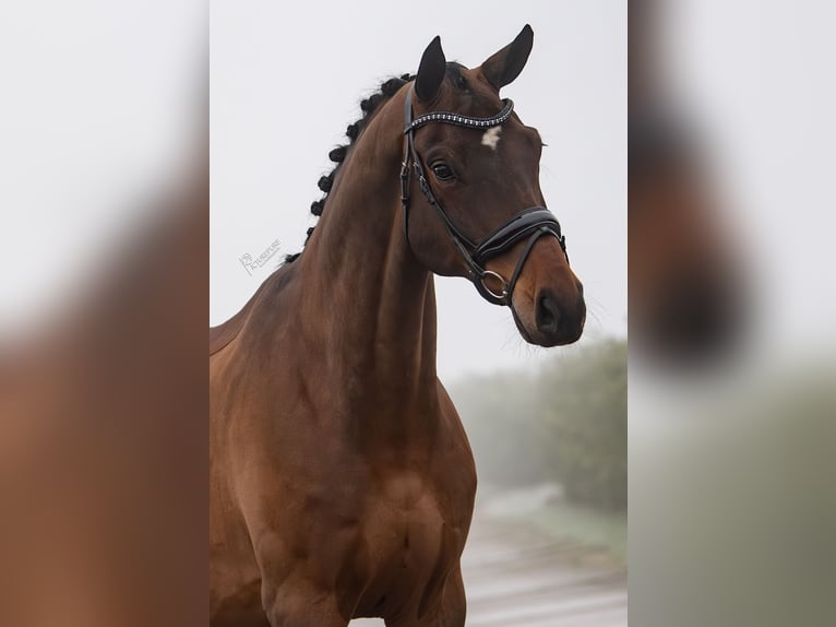 Hannoveriano Caballo castrado 8 años 172 cm Castaño oscuro in Weert