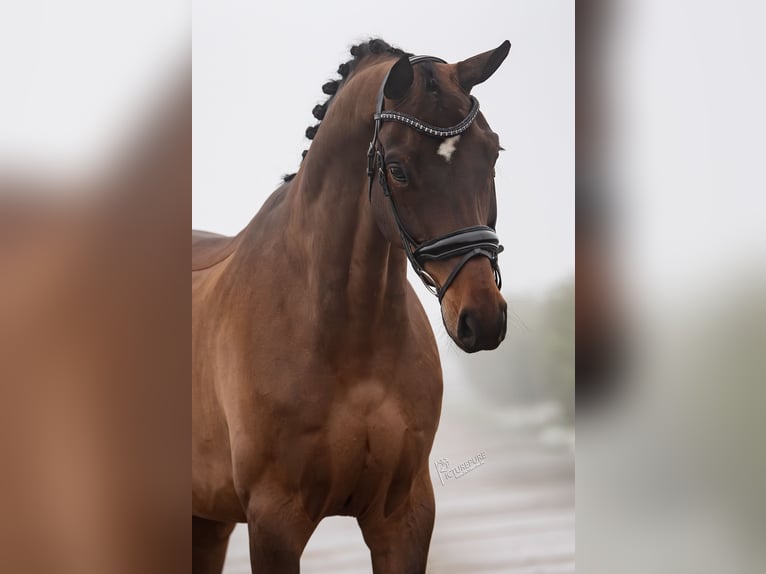 Hannoveriano Caballo castrado 8 años 172 cm Castaño oscuro in Weert