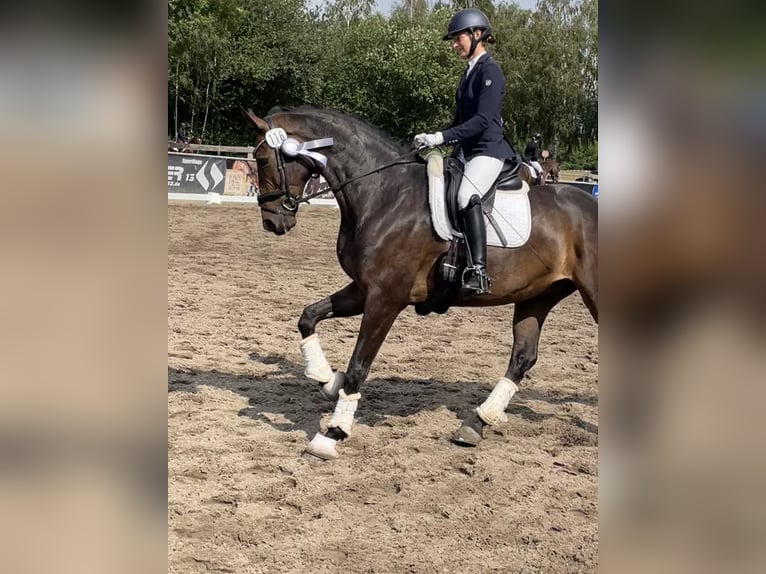 Hannoveriano Caballo castrado 8 años 172 cm Castaño oscuro in Winsen (Luhe)