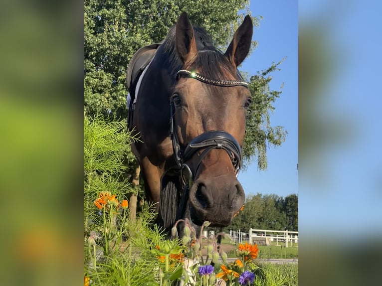 Hannoveriano Caballo castrado 8 años 172 cm Castaño oscuro in Winsen (Luhe)
