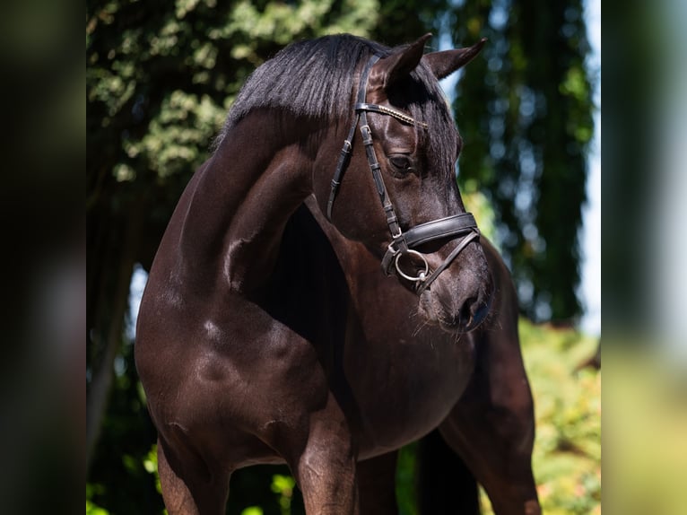 Hannoveriano Caballo castrado 8 años 172 cm Morcillo in Puth