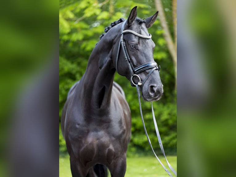 Hannoveriano Caballo castrado 8 años 172 cm Negro in Borken