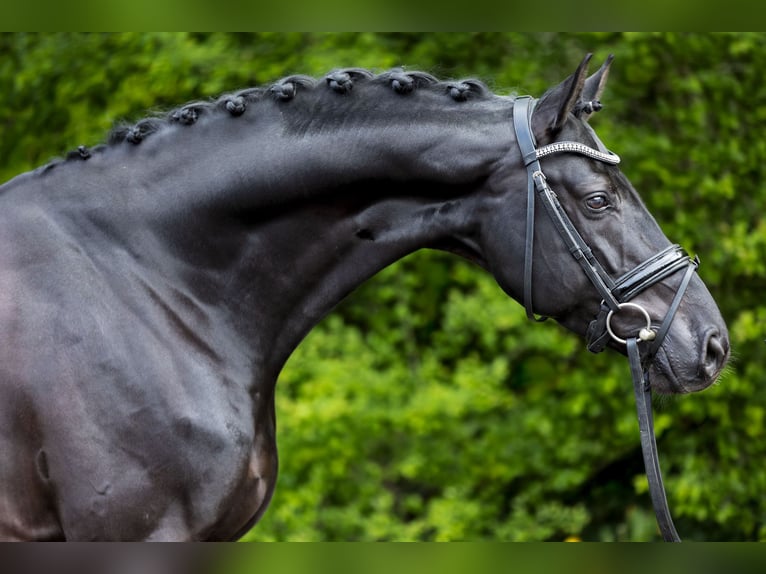 Hannoveriano Caballo castrado 8 años 172 cm Negro in Borken