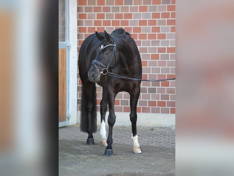 Hannoveriano Caballo castrado 8 años 172 cm Negro in Nottuln