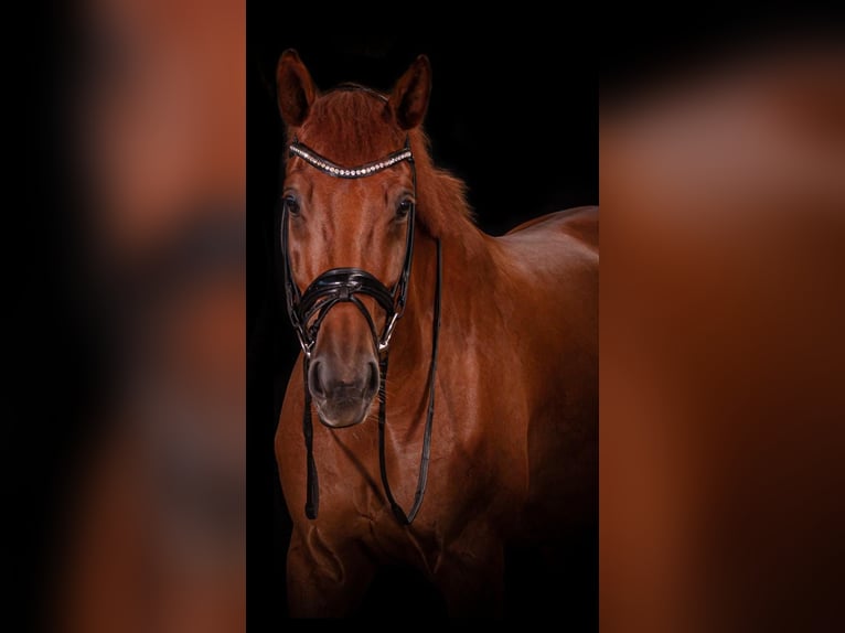 Hannoveriano Caballo castrado 8 años 173 cm Alazán in Kempen