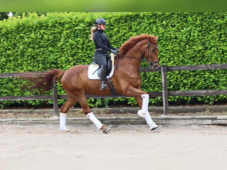 Hannoveriano Caballo castrado 8 años 173 cm Alazán in Kempen