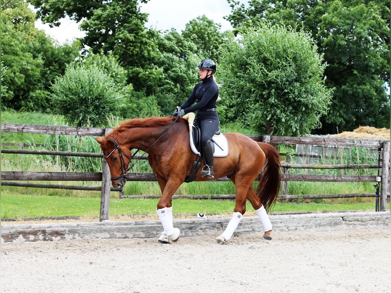 Hannoveriano Caballo castrado 8 años 173 cm Alazán in Kempen