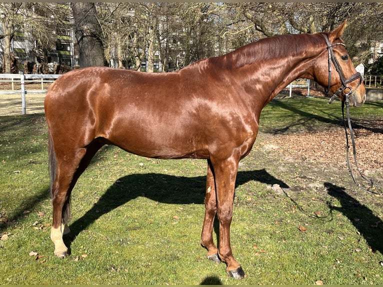 Hannoveriano Caballo castrado 8 años 173 cm Alazán in Hamm