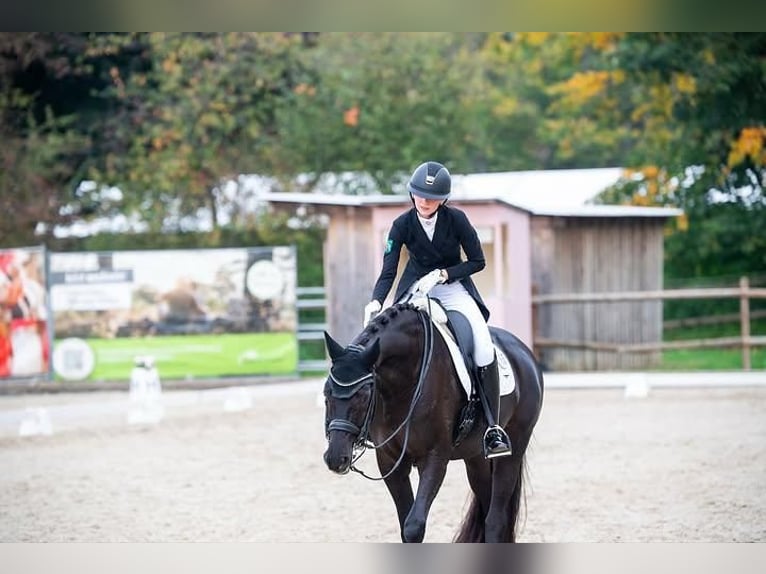 Hannoveriano Caballo castrado 8 años 173 cm  in Aldermaston  Berkshire