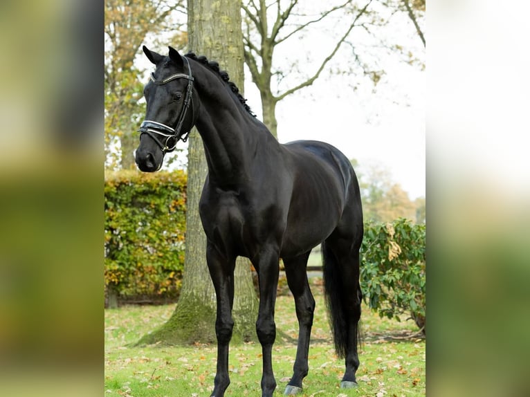 Hannoveriano Caballo castrado 8 años 173 cm  in Aldermaston  Berkshire