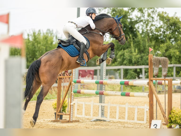 Hannoveriano Caballo castrado 8 años 173 cm Castaño in Krauchenwies