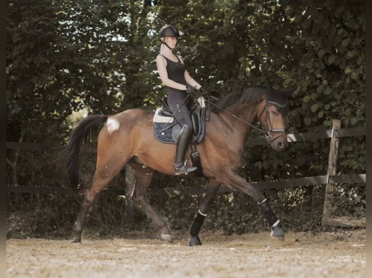 Hannoveriano Caballo castrado 8 años 173 cm Castaño oscuro in Andernach