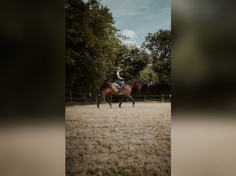 Hannoveriano Caballo castrado 8 años 173 cm Castaño oscuro in Andernach