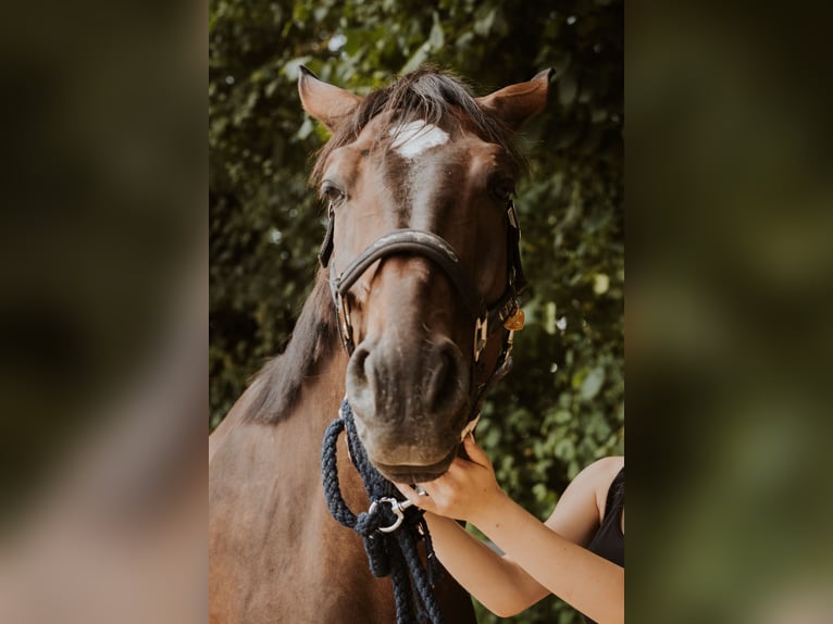 Hannoveriano Caballo castrado 8 años 173 cm Castaño oscuro in Andernach