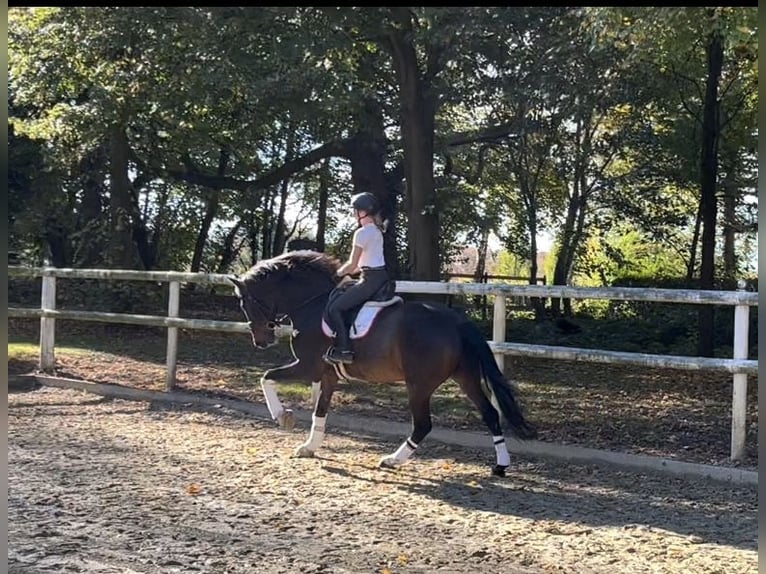 Hannoveriano Caballo castrado 8 años 173 cm Castaño oscuro in Hamm