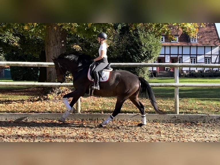 Hannoveriano Caballo castrado 8 años 173 cm Castaño oscuro in Hamm