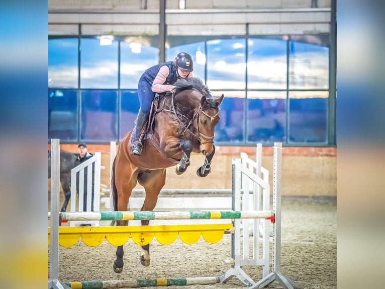 Hannoveriano Caballo castrado 8 años 173 cm Castaño oscuro in Langelsheim