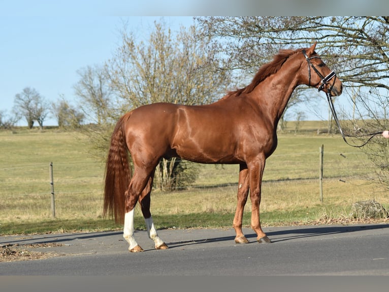 Hannoveriano Caballo castrado 8 años 174 cm Alazán in Herbstein