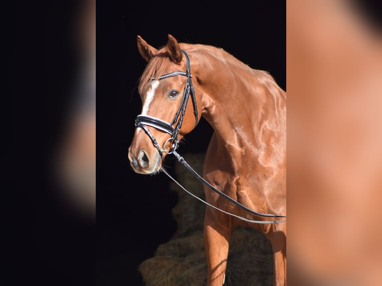 Hannoveriano Caballo castrado 8 años 174 cm Alazán in Herbstein