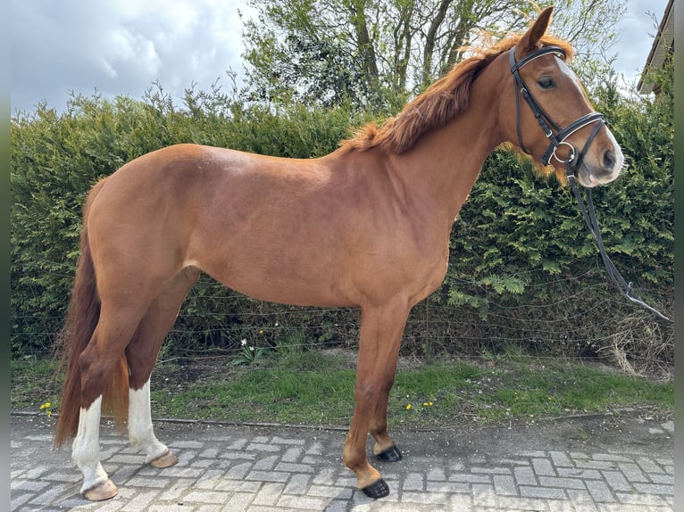 Hannoveriano Caballo castrado 8 años 174 cm Alazán in Leezdorf