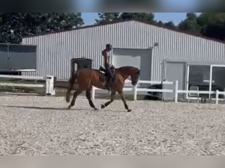 Hannoveriano Caballo castrado 8 años 174 cm Alazán in Leezdorf