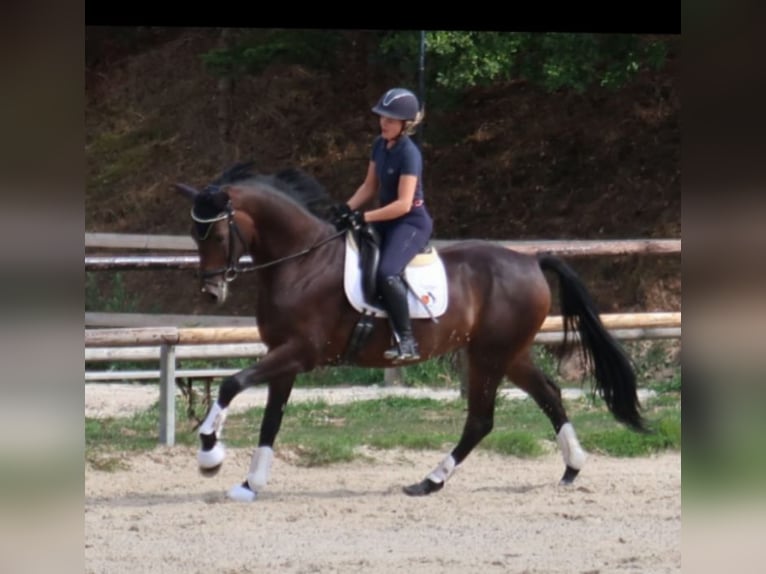 Hannoveriano Caballo castrado 8 años 174 cm Castaño oscuro in Duingen