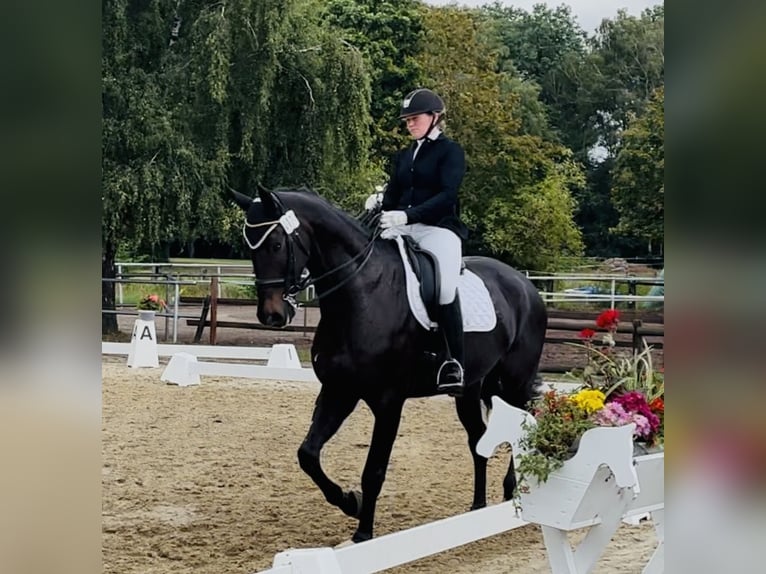 Hannoveriano Caballo castrado 8 años 174 cm Castaño oscuro in Sottrum