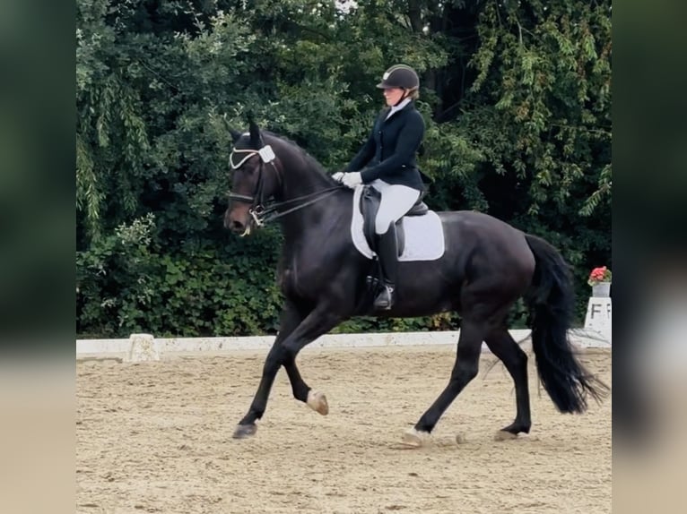 Hannoveriano Caballo castrado 8 años 174 cm Castaño oscuro in Sottrum