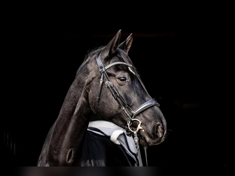Hannoveriano Caballo castrado 8 años 174 cm Negro in Bad Laer