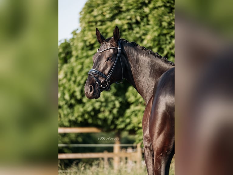 Hannoveriano Caballo castrado 8 años 174 cm Negro in Gro&#xDF;maischeid