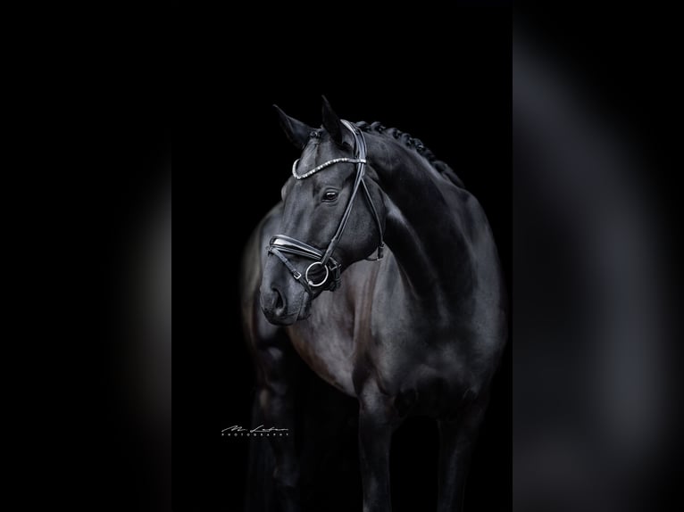Hannoveriano Caballo castrado 8 años 174 cm Negro in Gro&#xDF;maischeid