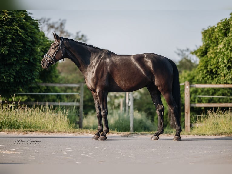 Hannoveriano Caballo castrado 8 años 174 cm Negro in Gro&#xDF;maischeid