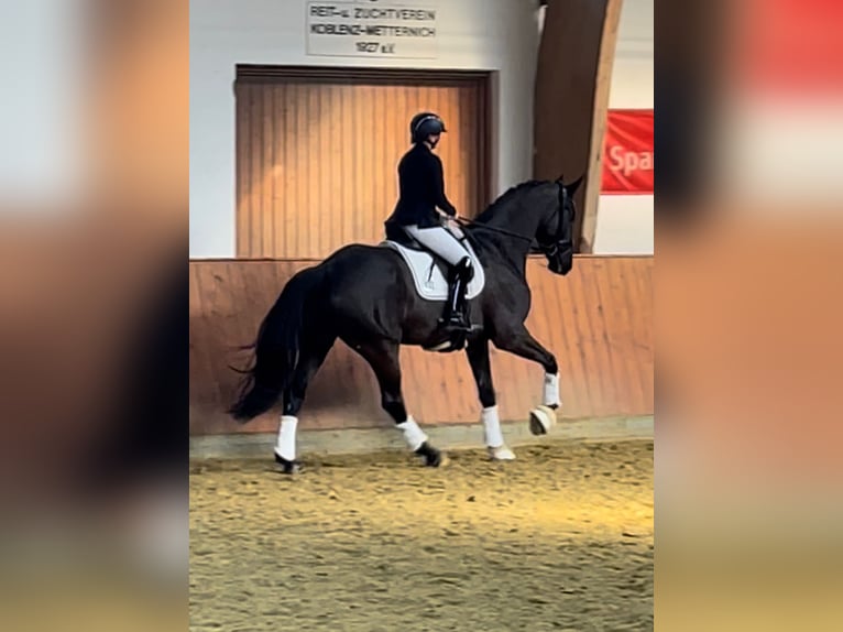 Hannoveriano Caballo castrado 8 años 174 cm Negro in Gro&#xDF;maischeid