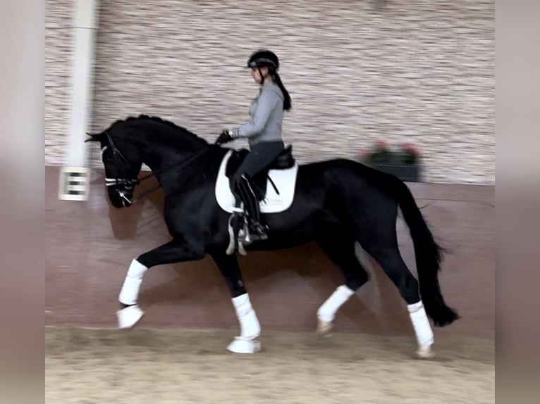 Hannoveriano Caballo castrado 8 años 174 cm Negro in Wehringen