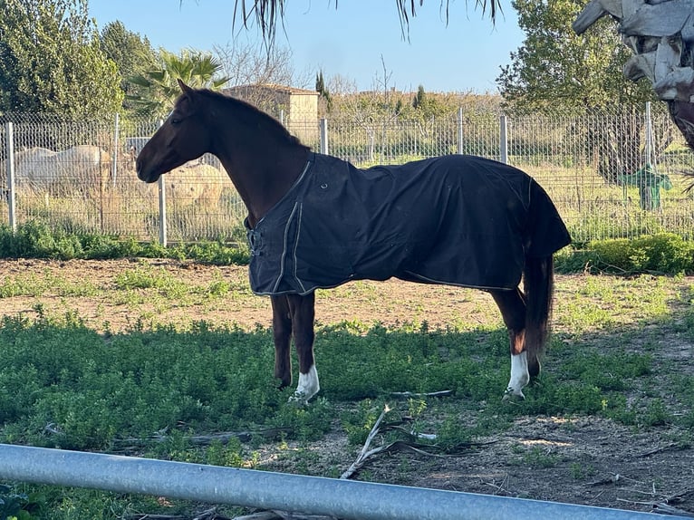 Hannoveriano Caballo castrado 8 años 175 cm Alazán in Castellon De La Plana/Castello De La Pla