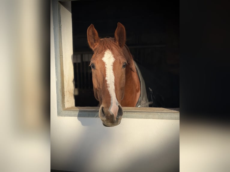 Hannoveriano Caballo castrado 8 años 175 cm Alazán in Coburg